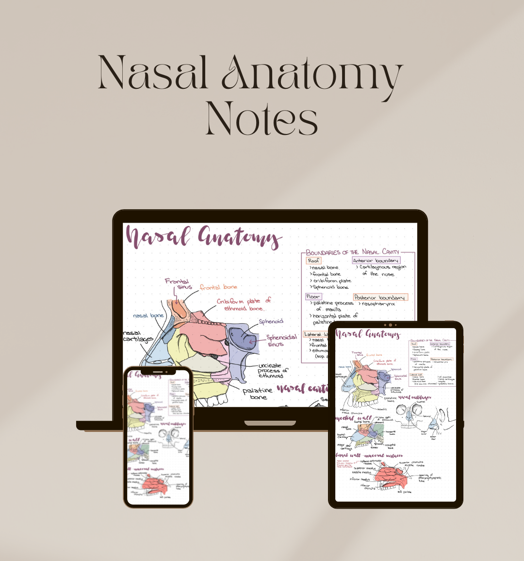 Nasal Anatomy Notes
