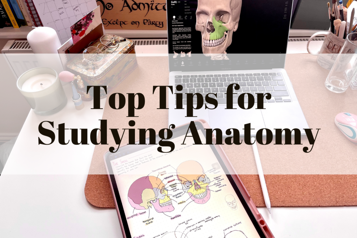 Top Tips For Studying Anatomy - Little Wallet Big Dreams