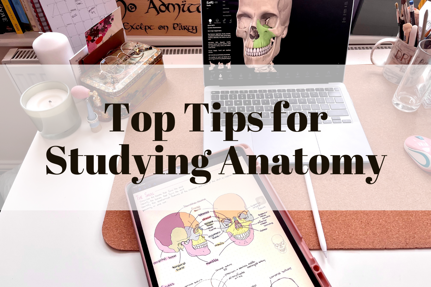 Top Tips for Studying Anatomy - Little Wallet Big Dreams