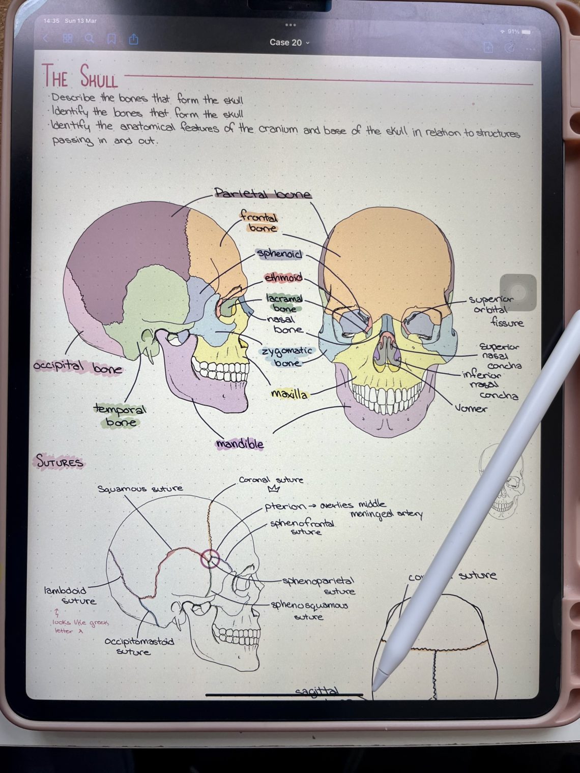 Top Tips for Studying Anatomy - Little Wallet Big Dreams